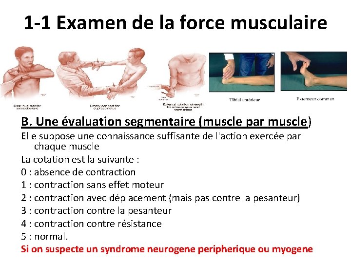 1 -1 Examen de la force musculaire B. Une évaluation segmentaire (muscle par muscle)