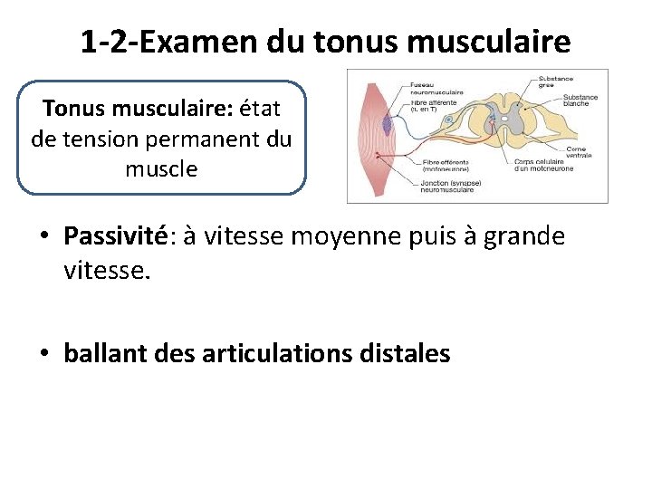 1 -2 -Examen du tonus musculaire Tonus musculaire: état de tension permanent du muscle