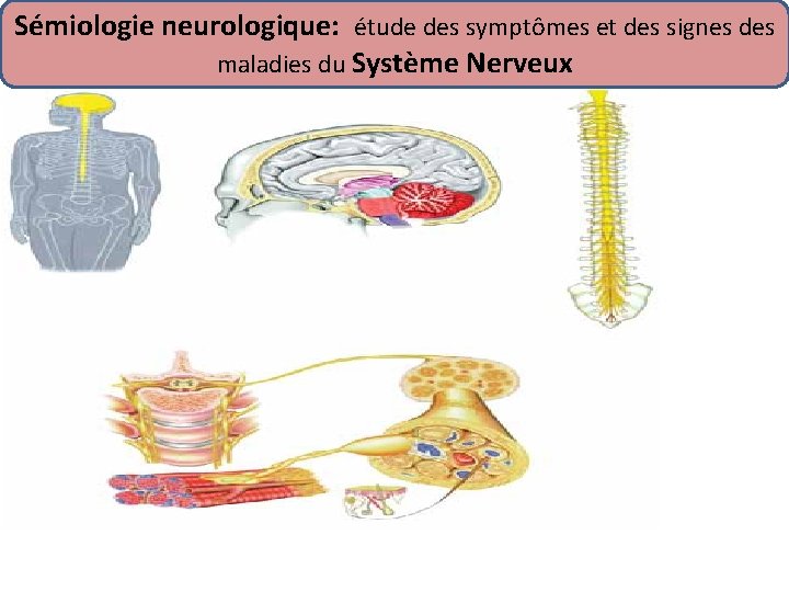 Sémiologie neurologique: étude des symptômes et des signes des maladies du Système Nerveux 