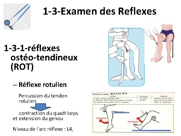 1 -3 -Examen des Reflexes 1 -3 -1 -réflexes ostéo-tendineux (ROT) – Réflexe rotulien