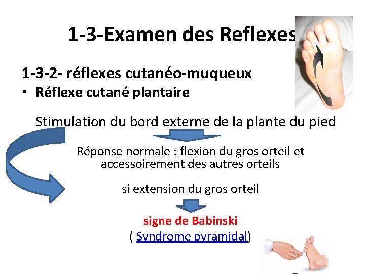 1 -3 -Examen des Reflexes 1 -3 -2 - réflexes cutanéo-muqueux • Réflexe cutané