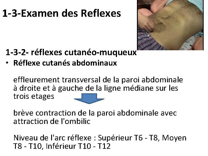 1 -3 -Examen des Reflexes 1 -3 -2 - réflexes cutanéo-muqueux • Réflexe cutanés