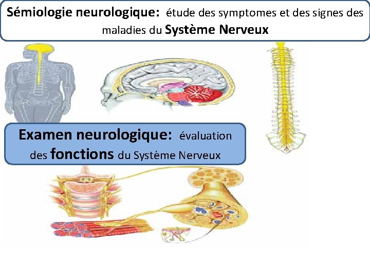 Sémiologie neurologique: étude des symptomes et des signes des maladies du Système Nerveux Examen