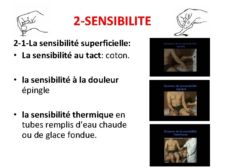 2 -SENSIBILITE 2 -1 -La sensibilité superficielle: • La sensibilité au tact: coton. •