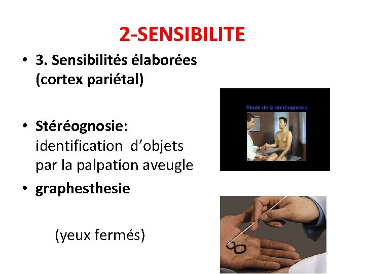 2 -SENSIBILITE • 3. Sensibilités élaborées (cortex pariétal) • Stéréognosie: identification d’objets par la