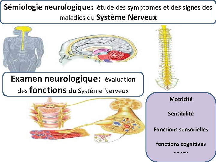 Sémiologie neurologique: étude des symptomes et des signes des maladies du Système Nerveux Examen