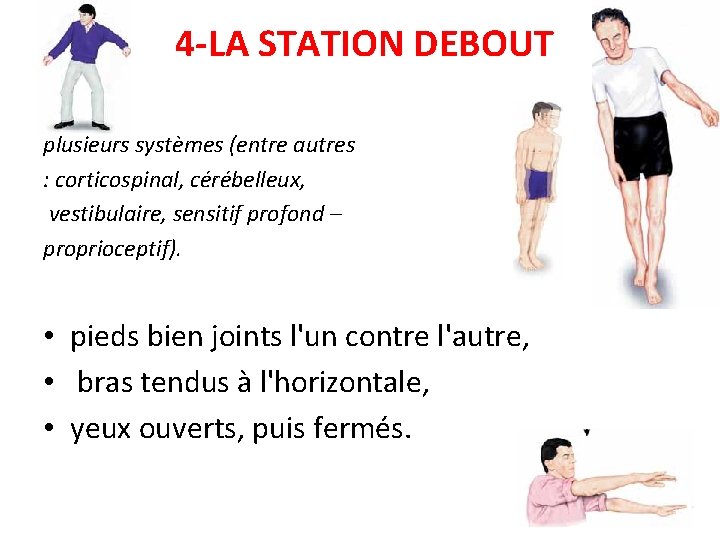 4 -LA STATION DEBOUT plusieurs systèmes (entre autres : corticospinal, cérébelleux, vestibulaire, sensitif profond