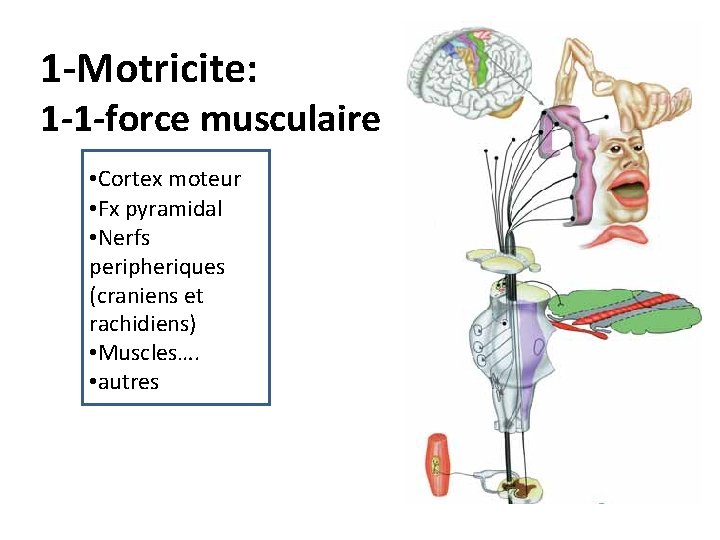 1 -Motricite: 1 -1 -force musculaire • Cortex moteur • Fx pyramidal • Nerfs