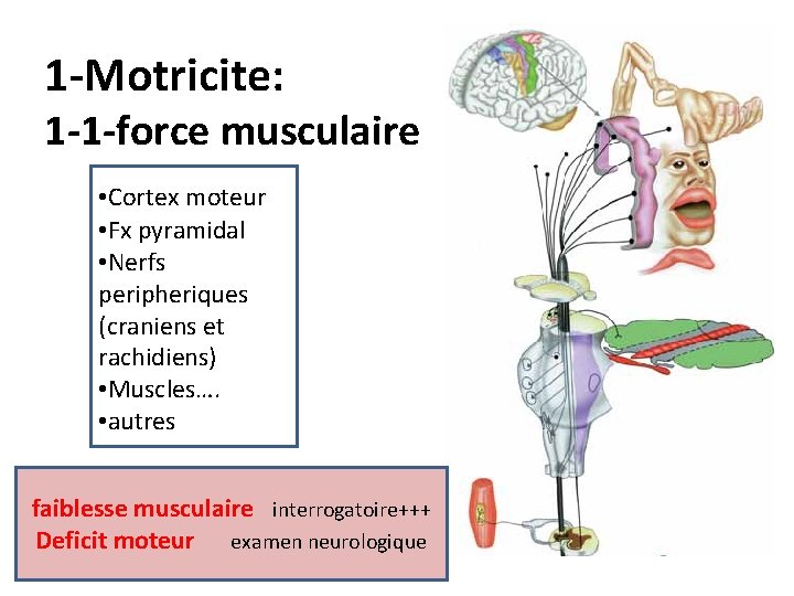 1 -Motricite: 1 -1 -force musculaire • Cortex moteur • Fx pyramidal • Nerfs