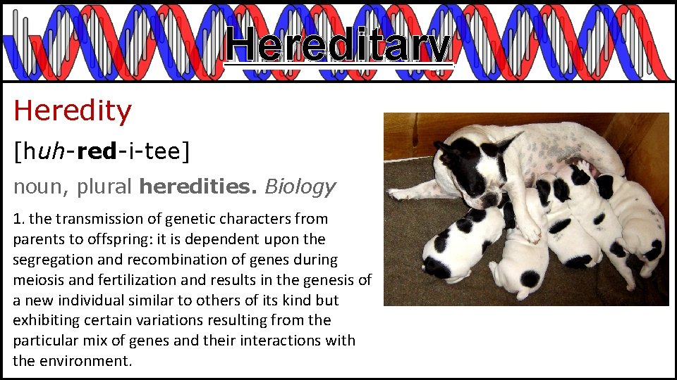 Hereditary Heredity [huh-red-i-tee] noun, plural heredities. Biology 1. the transmission of genetic characters from