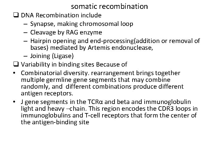 somatic recombination q DNA Recombination include – Synapse, making chromosomal loop – Cleavage by