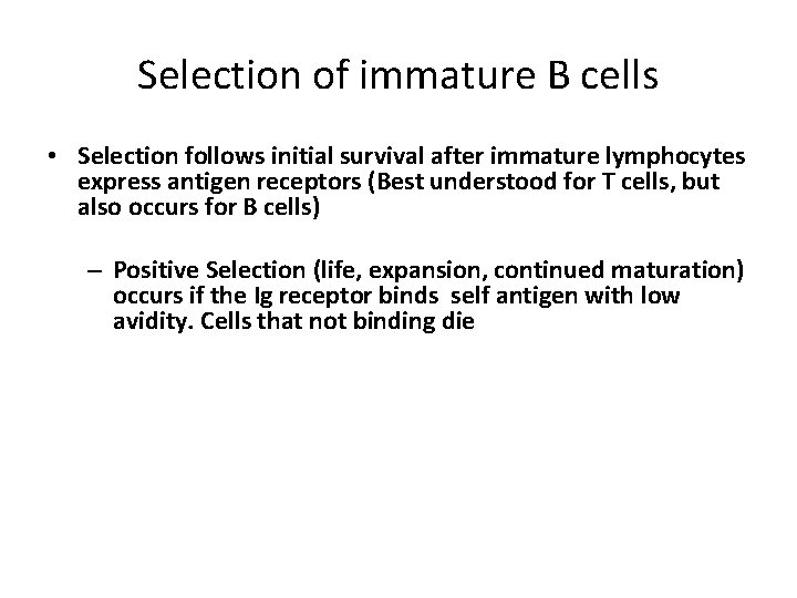 Selection of immature B cells • Selection follows initial survival after immature lymphocytes express