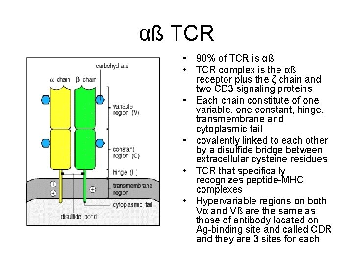 αß TCR • 90% of TCR is αß • TCR complex is the αß