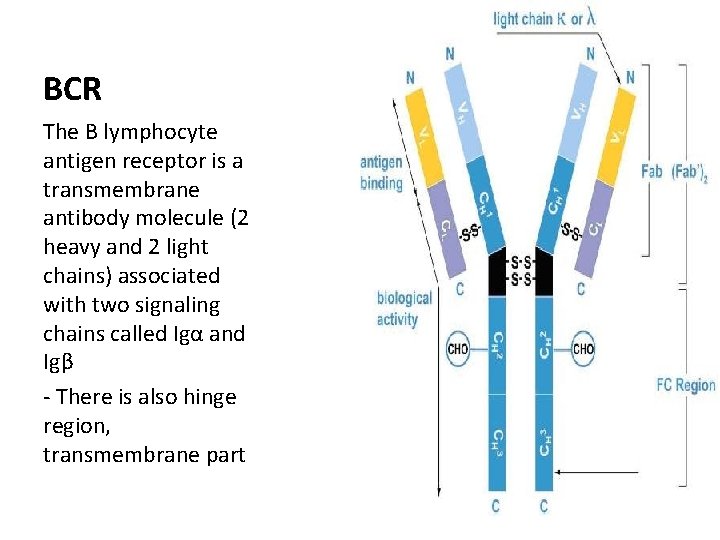 BCR The B lymphocyte antigen receptor is a transmembrane antibody molecule (2 heavy and