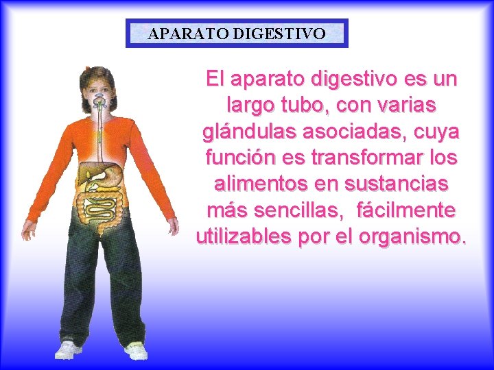 APARATO DIGESTIVO El aparato digestivo es un largo tubo, con varias glándulas asociadas, cuya
