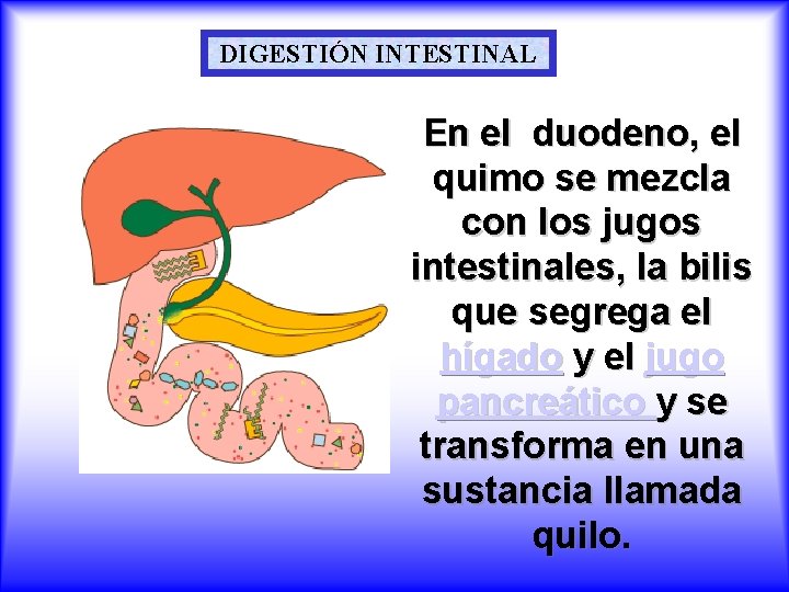 DIGESTIÓN INTESTINAL En el duodeno, el quimo se mezcla con los jugos intestinales, la