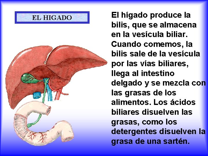 EL HIGADO El hígado produce la bilis, que se almacena en la vesícula biliar.