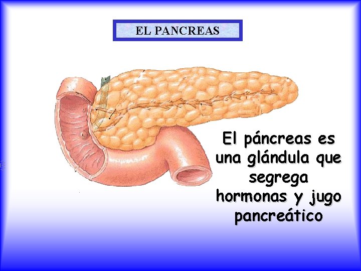 EL PANCREAS El páncreas es una glándula que segrega hormonas y jugo pancreático 