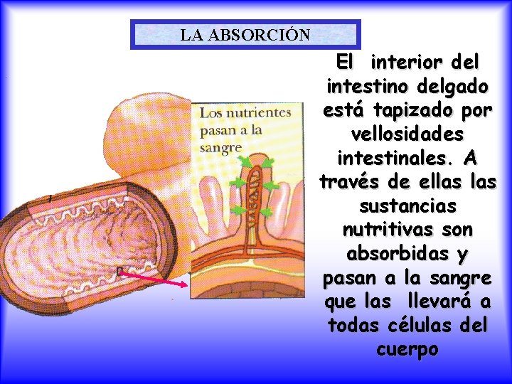 LA ABSORCIÓN El interior del intestino delgado está tapizado por vellosidades intestinales. A través