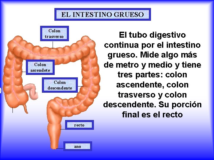 EL INTESTINO GRUESO Colon trasverso El tubo digestivo continua por el intestino grueso. Mide