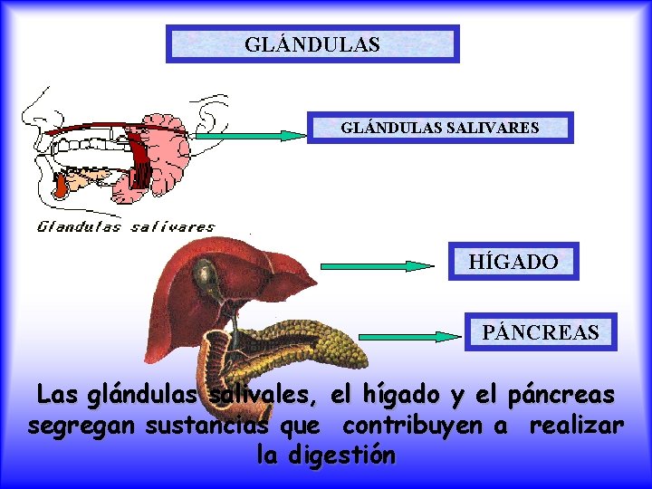 GLÁNDULAS SALIVARES HÍGADO PÁNCREAS Las glándulas salivales, el hígado y el páncreas segregan sustancias