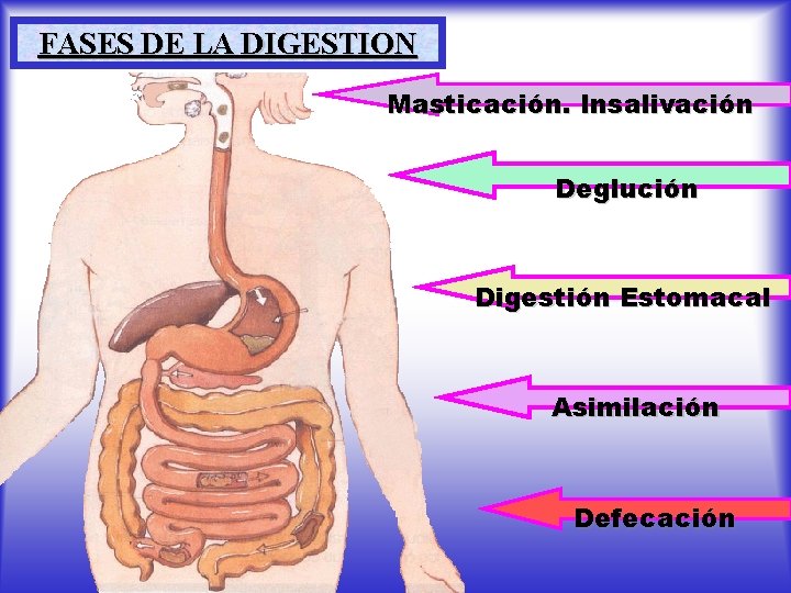 FASES DE LA DIGESTION Masticación. Insalivación Deglución Digestión Estomacal Asimilación Defecación 