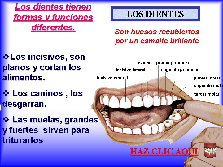 Los dientes tienen formas y funciones diferentes. LOS DIENTES Son huesos recubiertos por un
