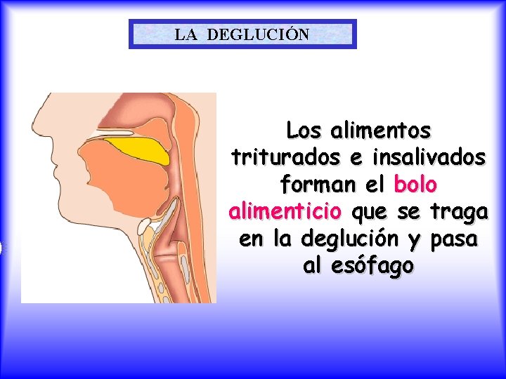 LA DEGLUCIÓN Los alimentos triturados e insalivados forman el bolo alimenticio que se traga
