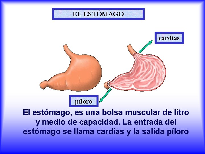 EL ESTÓMAGO cardias píloro El estómago, es una bolsa muscular de litro y medio