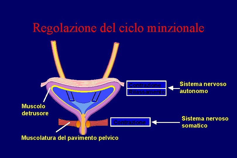 Regolazione del ciclo minzionale Contrazione Rilassamento Muscolo detrusore Contrazione Muscolatura del pavimento pelvico Sistema