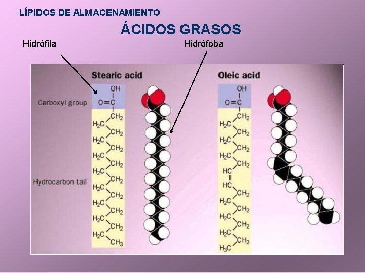 LÍPIDOS DE ALMACENAMIENTO ÁCIDOS GRASOS Hidrófila Hidrófoba 