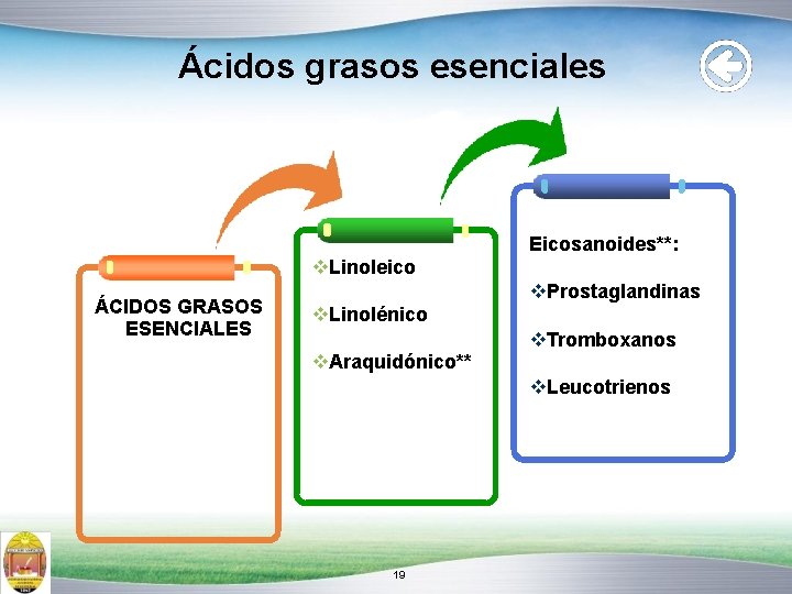 Ácidos grasos esenciales Eicosanoides**: Linoleico ÁCIDOS GRASOS ESENCIALES Prostaglandinas Linolénico Tromboxanos Araquidónico** Leucotrienos 19