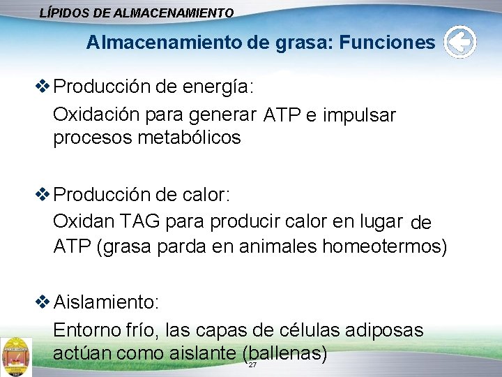 LÍPIDOS DE ALMACENAMIENTO Almacenamiento de grasa: Funciones Producción de energía: Oxidación para generar ATP