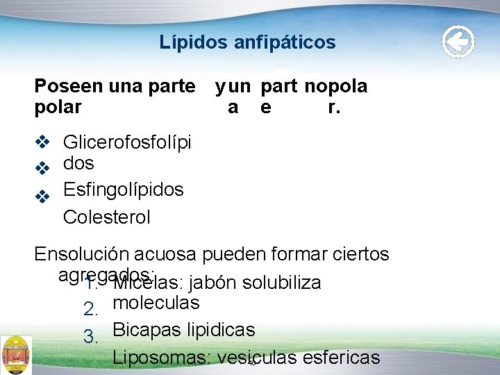 Lípidos anfipáticos Poseen una parte y un part nopolar a e r. Glicerofosfolípi dos