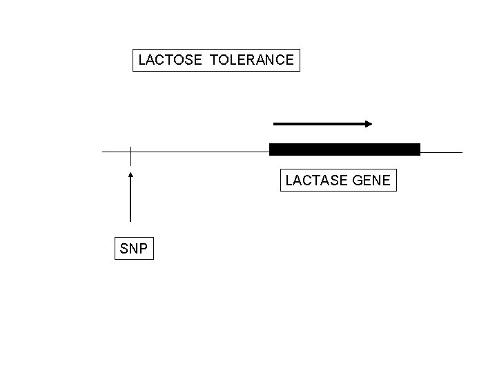 LACTOSE TOLERANCE LACTASE GENE SNP 