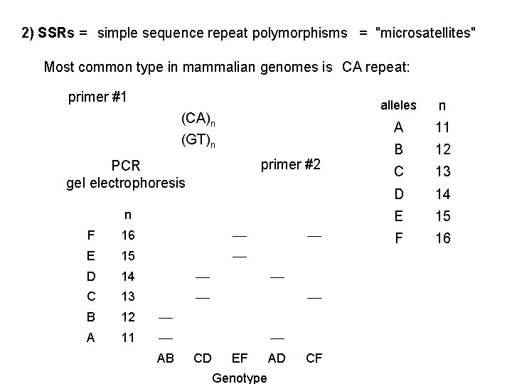 2) SSRs = simple sequence repeat polymorphisms = "microsatellites" Most common type in mammalian