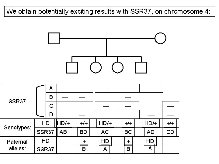 We obtain potentially exciting results with SSR 37, on chromosome 4: SSR 37 A