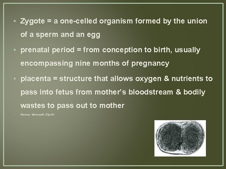  • Zygote = a one-celled organism formed by the union of a sperm
