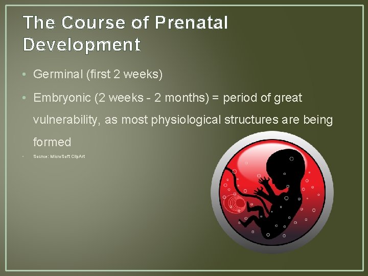 The Course of Prenatal Development • Germinal (first 2 weeks) • Embryonic (2 weeks