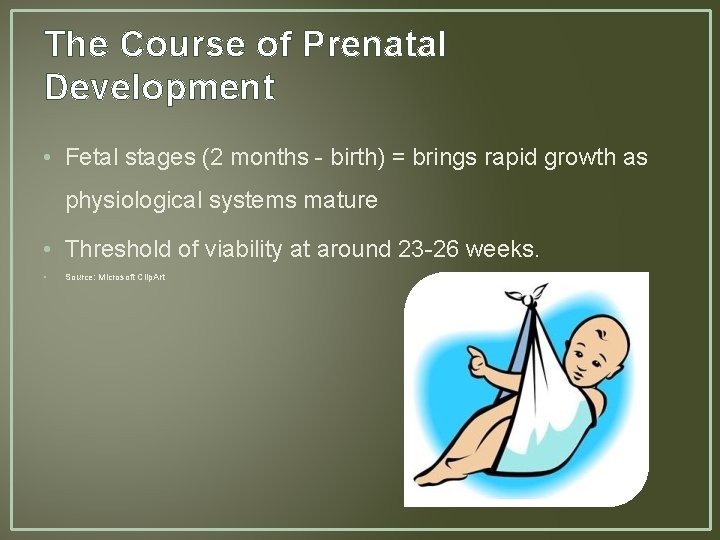 The Course of Prenatal Development • Fetal stages (2 months - birth) = brings