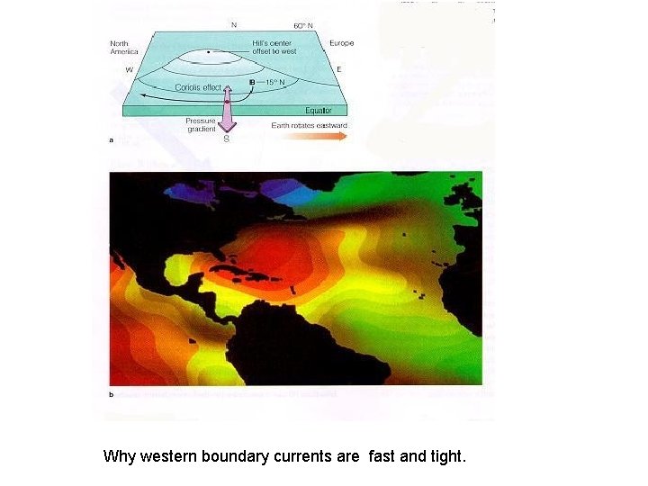 Why western boundary currents are fast and tight. 