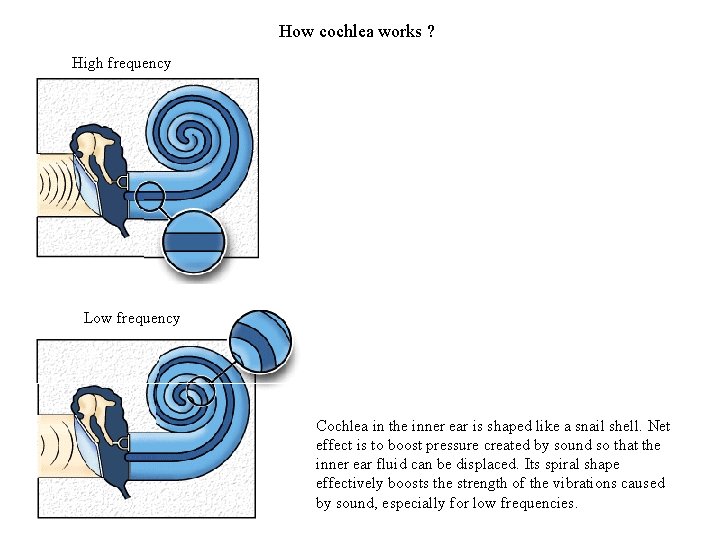 How cochlea works ? High frequency Low frequency Cochlea in the inner ear is