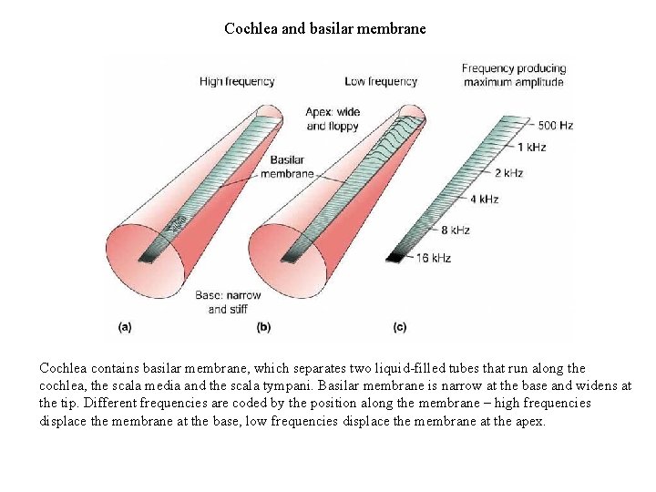 Cochlea and basilar membrane Cochlea contains basilar membrane, which separates two liquid-filled tubes that