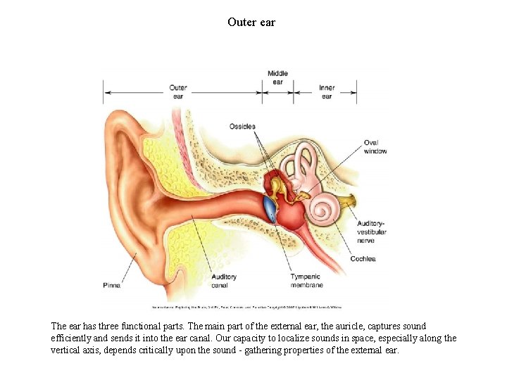 Outer ear The ear has three functional parts. The main part of the external