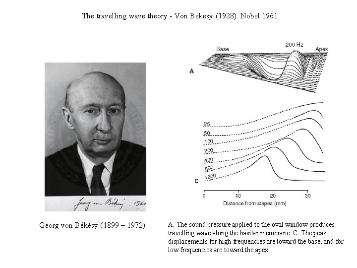 The travelling wave theory - Von Bekesy (1928). Nobel 1961 Georg von Békésy (1899