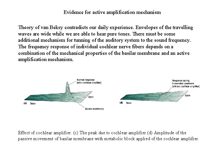 Evidence for active amplification mechanism Theory of van Beksy contradicts our daily experience. Envelopes