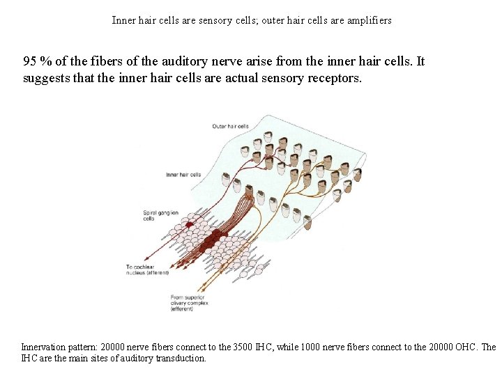 Inner hair cells are sensory cells; outer hair cells are amplifiers 95 % of