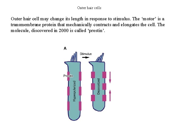 Outer hair cells Outer hair cell may change its length in response to stimulus.