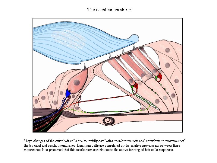 The cochlear amplifier Shape changes of the outer hair cells due to rapidly oscillating
