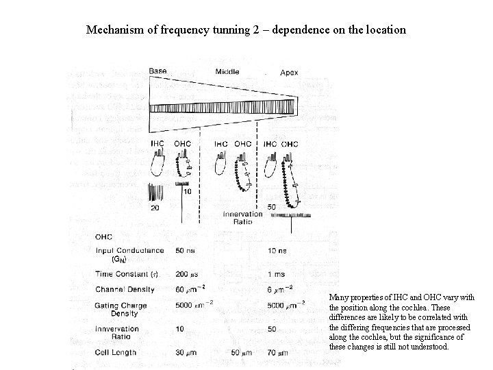 Mechanism of frequency tunning 2 – dependence on the location Many properties of IHC